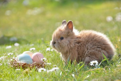 Egg-cited for Easter? Here’s what you need to know about Easter!